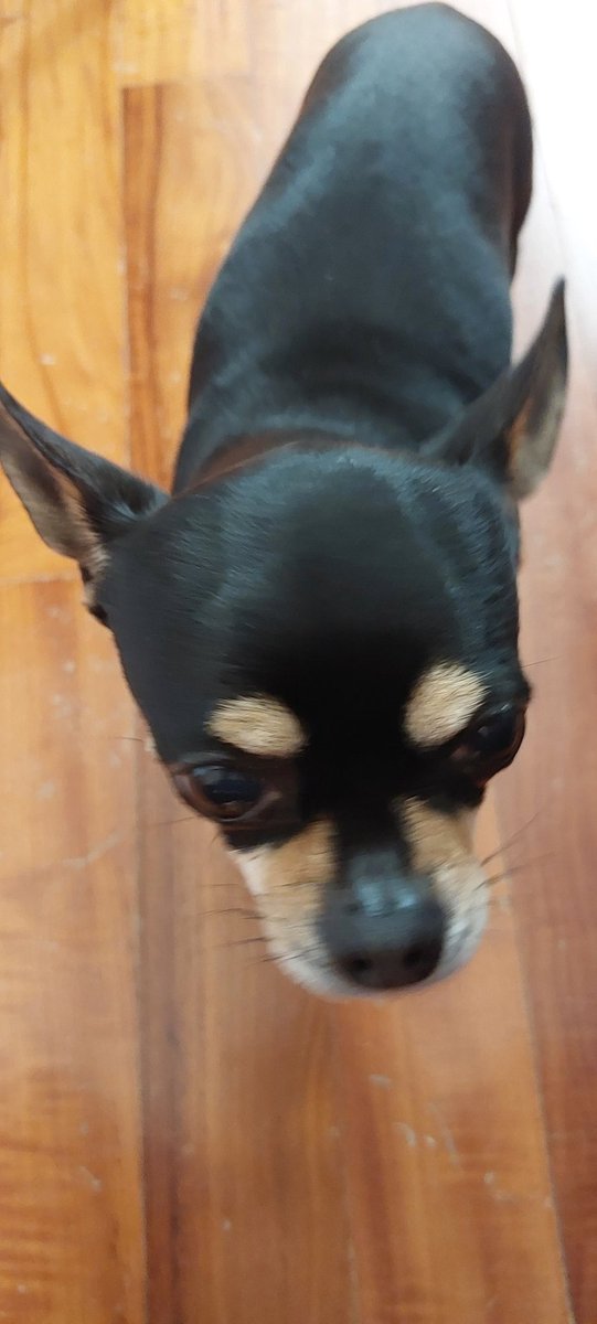 gatti trovati in giro + bart