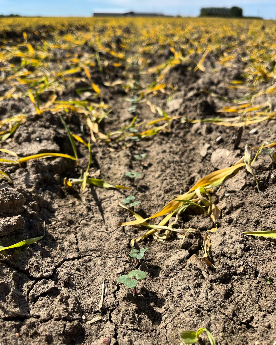 Some nice looking canola popping through our barley cover crop! This year we had to spray out the barley with a separate pass just after planting because I was worried it would take off with all the rain we’ve been having