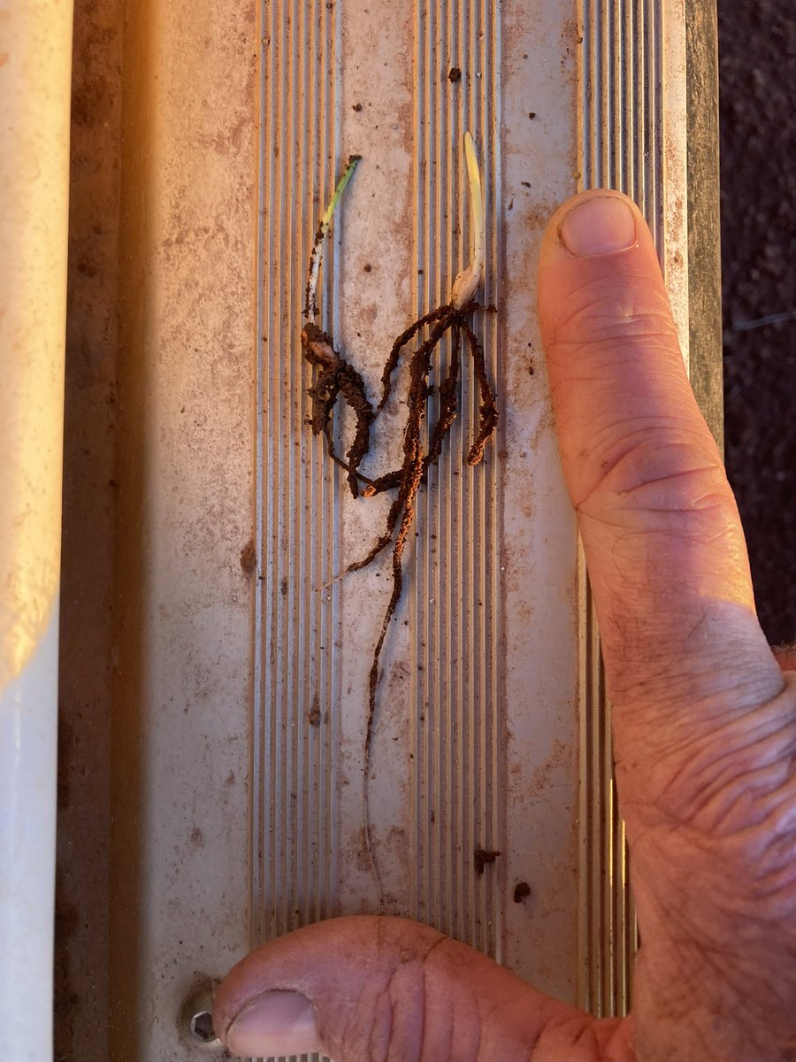 Cant complain about the below ground activity this year in relation to above ground. Good early development , better than I would have thought