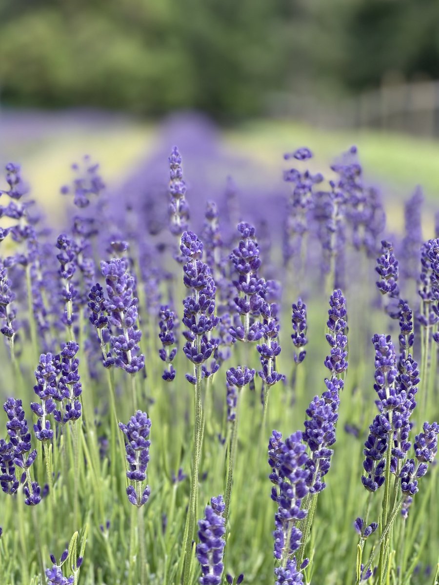 Plan a trip to Abbotsford for an authentic country summer getaway! The Bouquets & Barrels Lavender Season Itinerary will chart your exploration of lavender fields, wineries and so much more! tourismabbotsford.ca/bouquets-barre…

#thefraservalley #explorebc #GardensBC