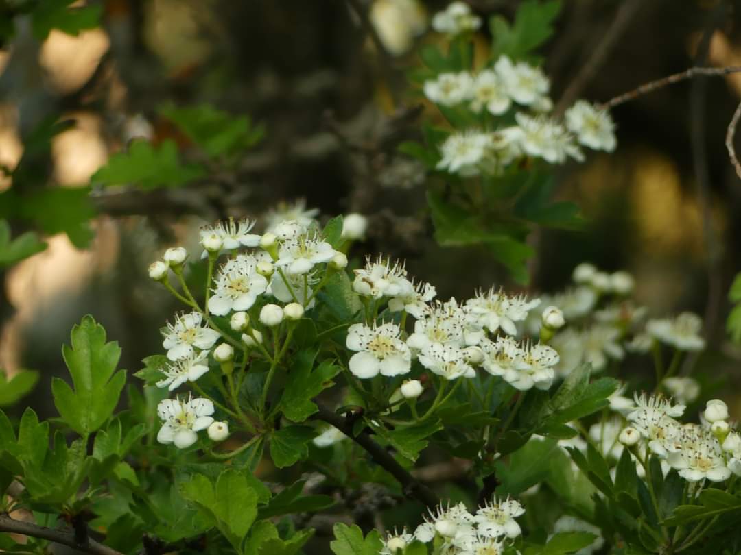 entreorzaygamon's tweet photo. La primavera avanza. Gamones y Espinos. Paseos en flor. #Oryga https://t.co/n7GzllgkFx