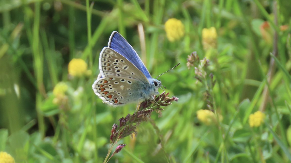 Wall Brown and Common Blue out at Woolley Colliery this Bank Holiday weekend