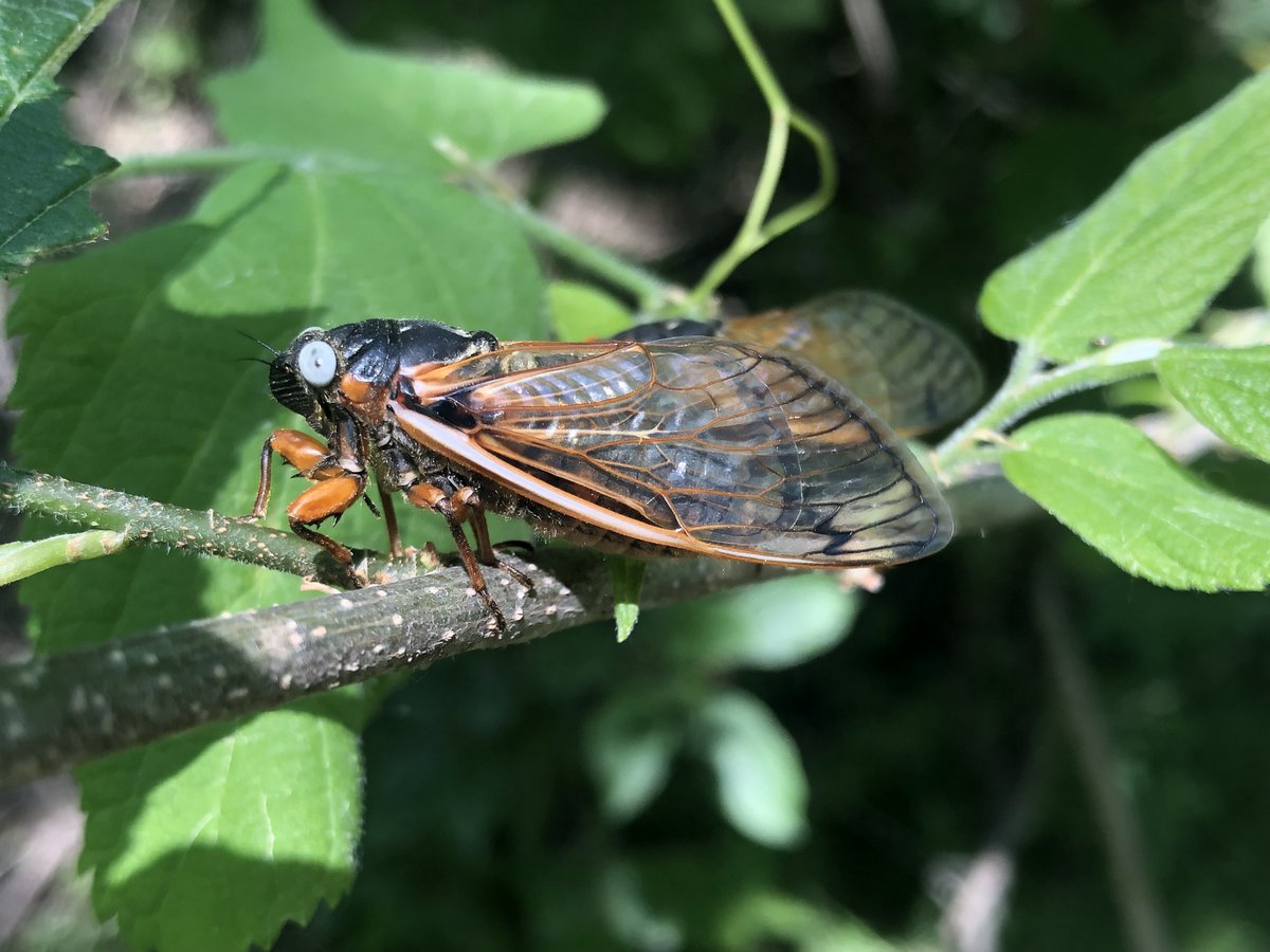 Brookfield Zoo Chicago tweet media