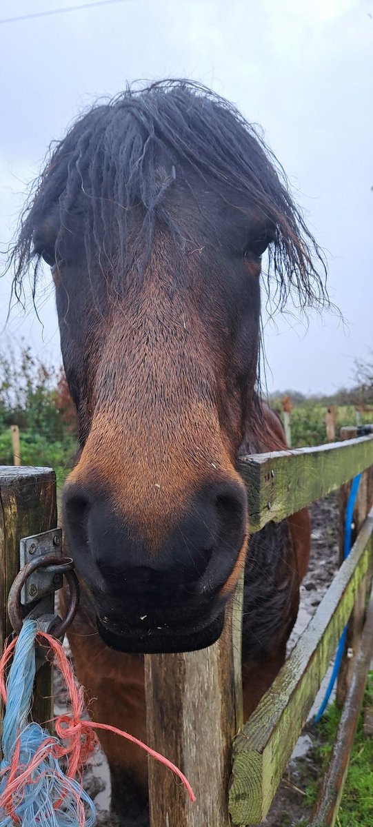 #Ponyhour wet Jakey pony