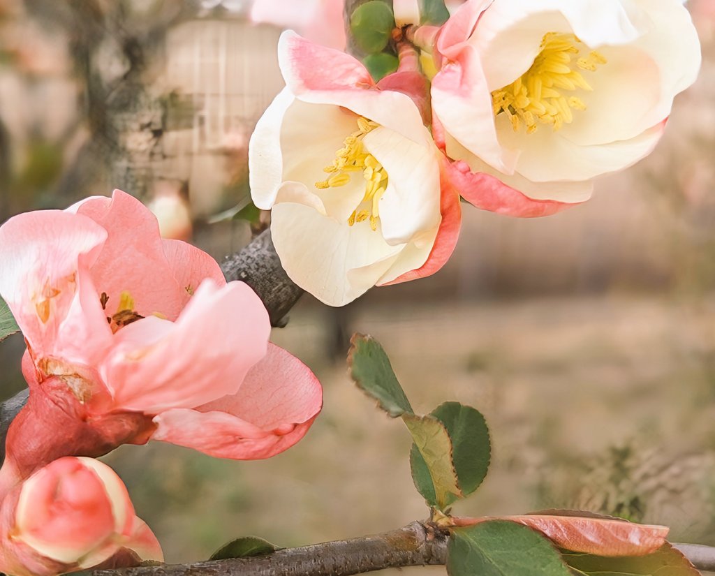 ◆ボケの実も初見です…

花が咲けば当然実もなるはずなのに、これまで花が終わればあとは知らん、と見返すことさえなかった。こんな梅みたいな実がなるんだ。初めて見たわ…ん、ジャムや果実酒になる🤤　　5/23（左）4/21（右上）3/20(右下）