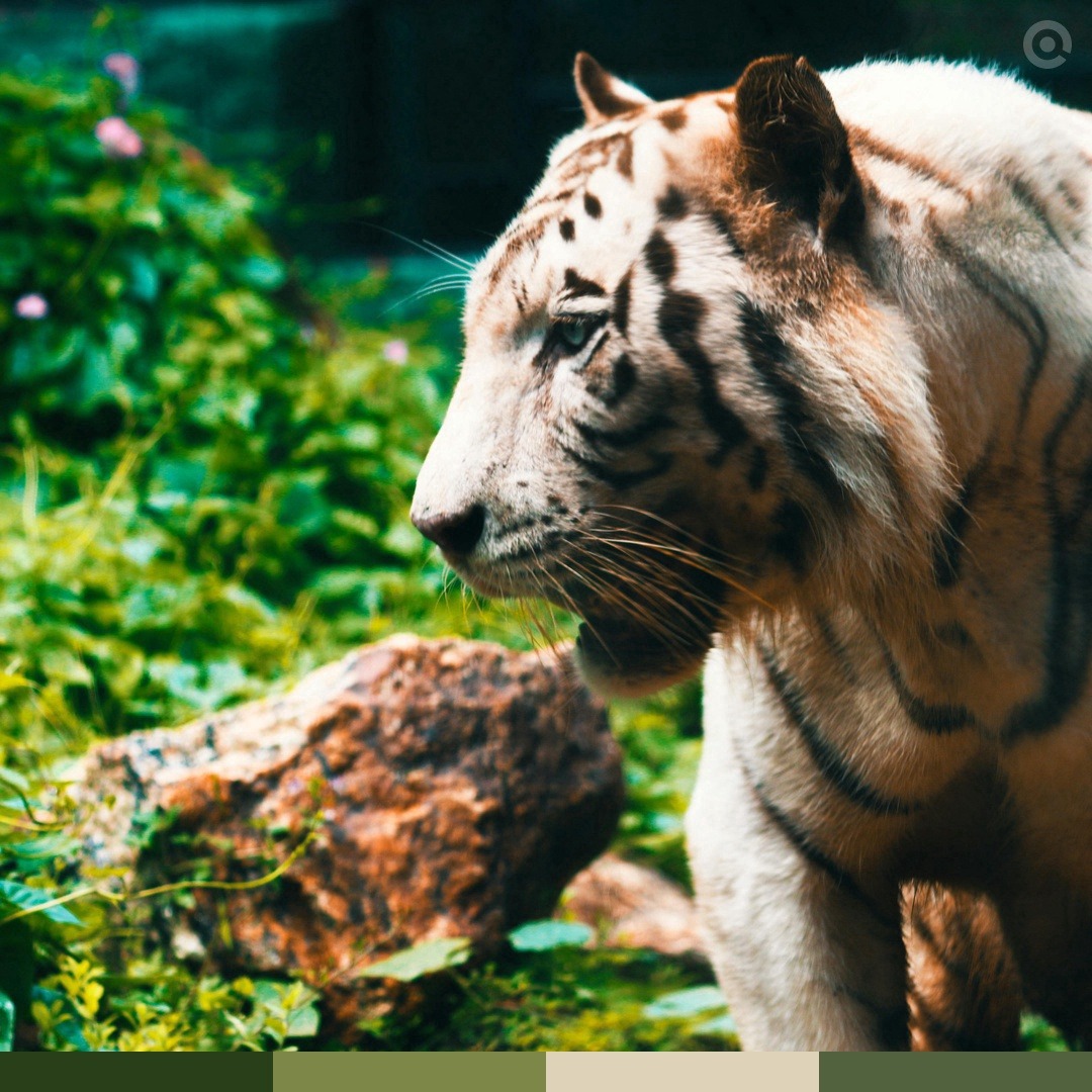 ColoSach || Radar Hackathon 🇳🇬 tweet media