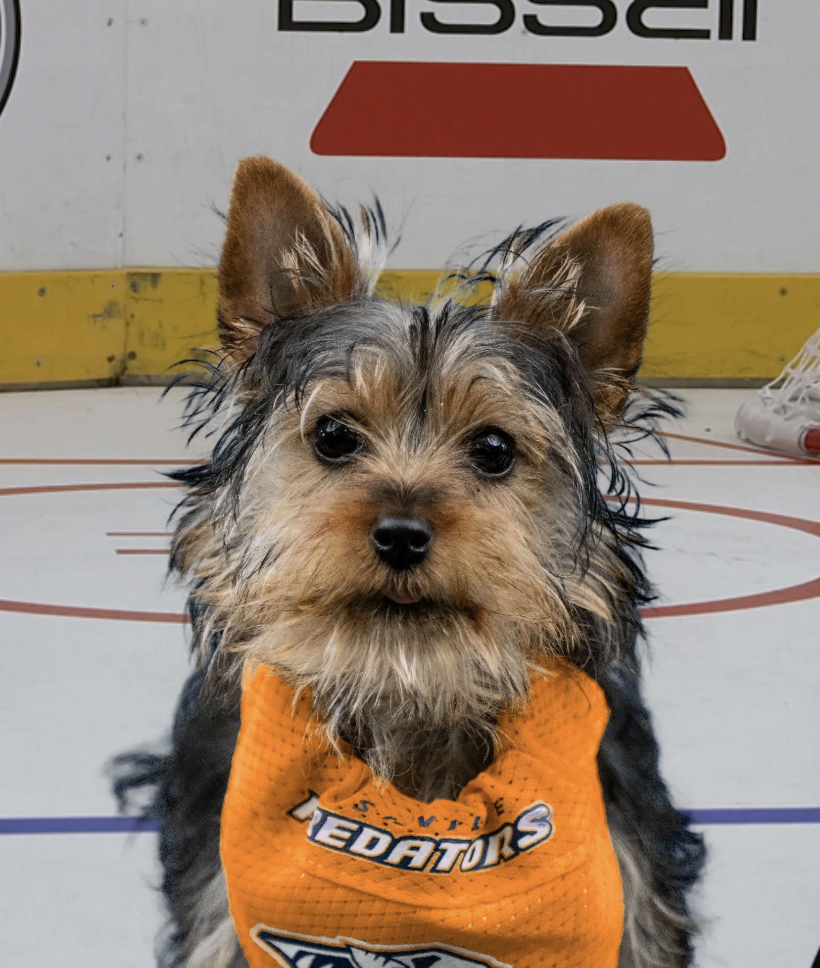 Predators dog jersey online