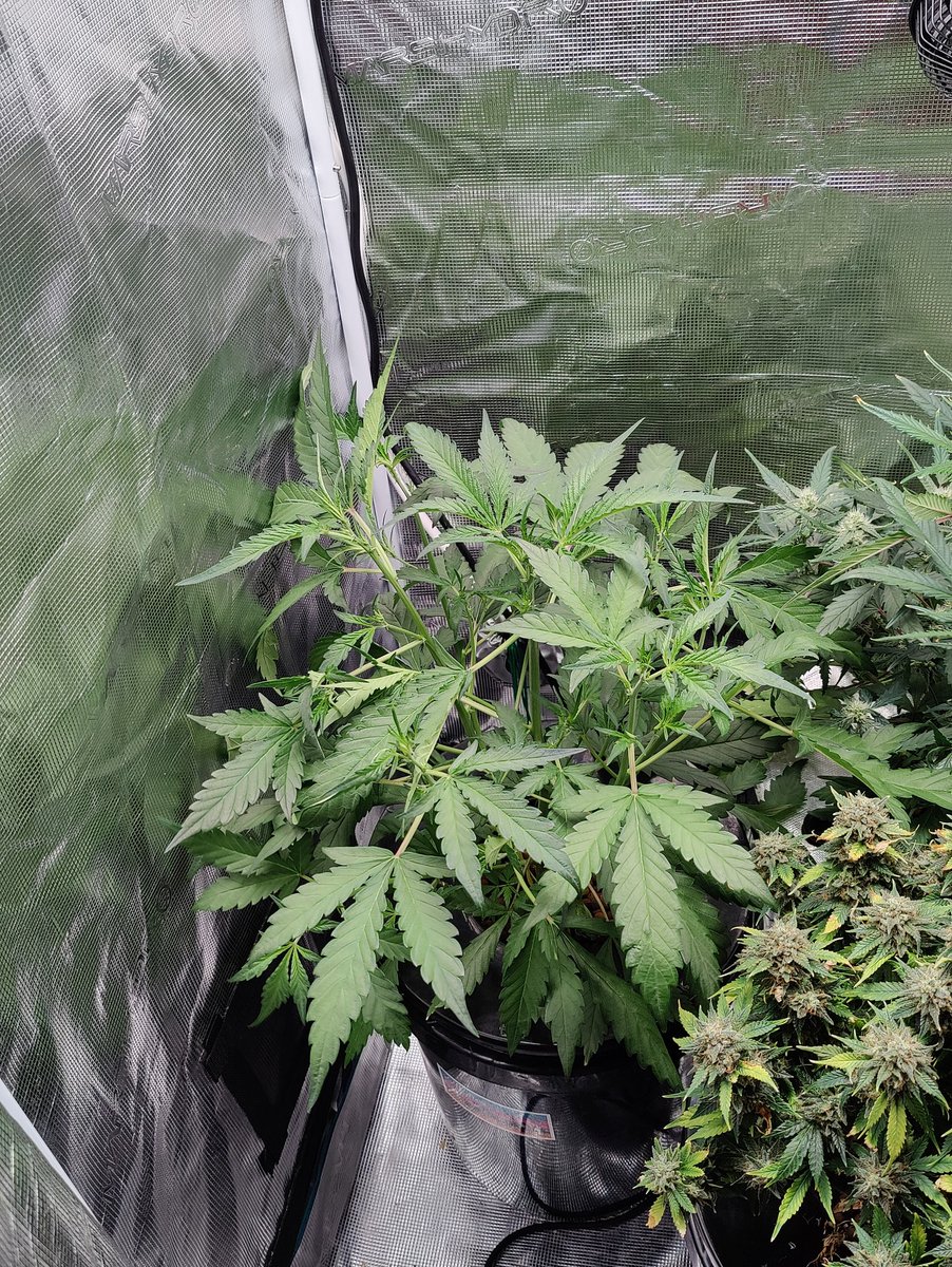 Checking in on the small tent and it's kind of cramped. This Red Gorilla Girl is getting massive heading into flower and needs more space. I'll be moving her today #MarsHydroLight #TS1000