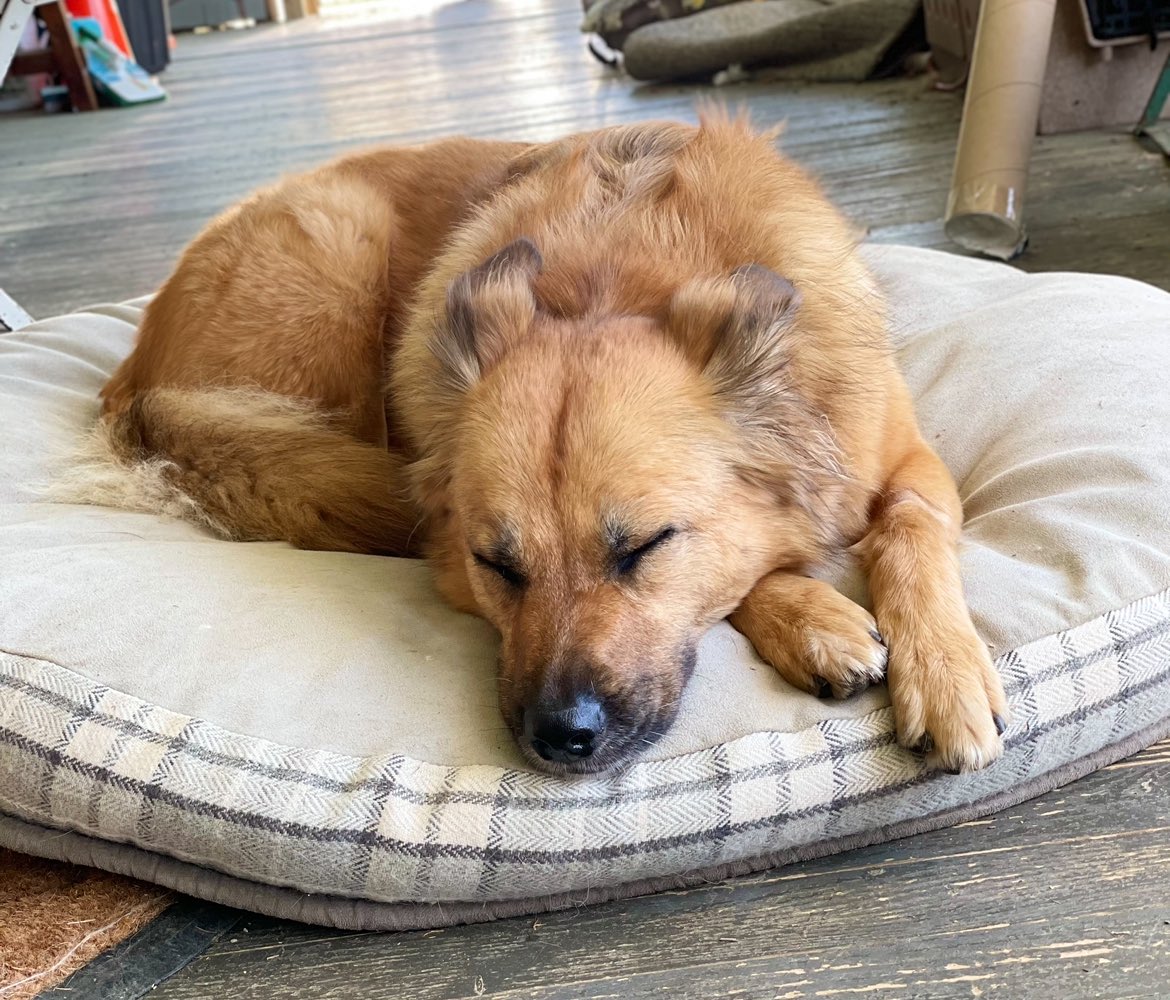 Meez. I don’t like not being able to run around in meez yard. I haz a bored. Kyber