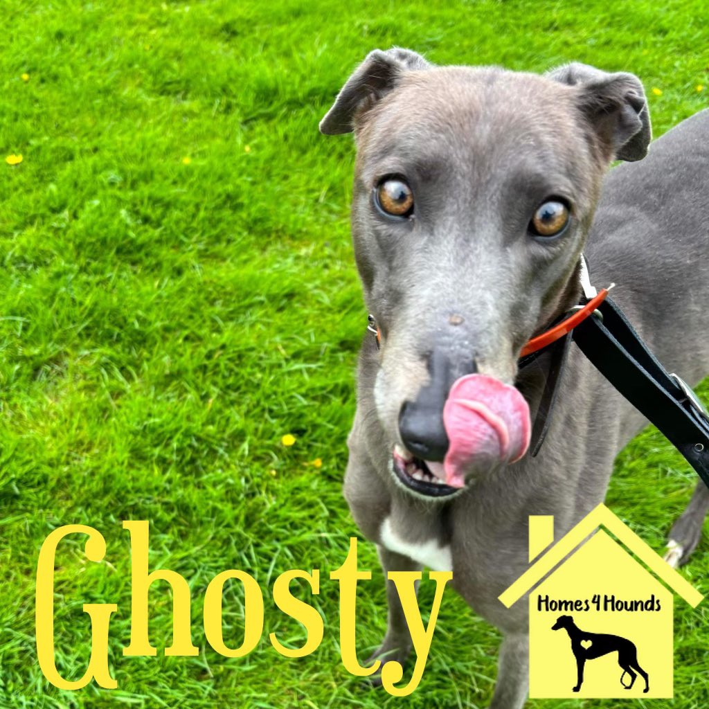 Look into my eyes. This hypnotic girl will have you spellbound in seconds. Ghosty is a real spookracular girl has the looks, personality and affectionate side that makes her perfect