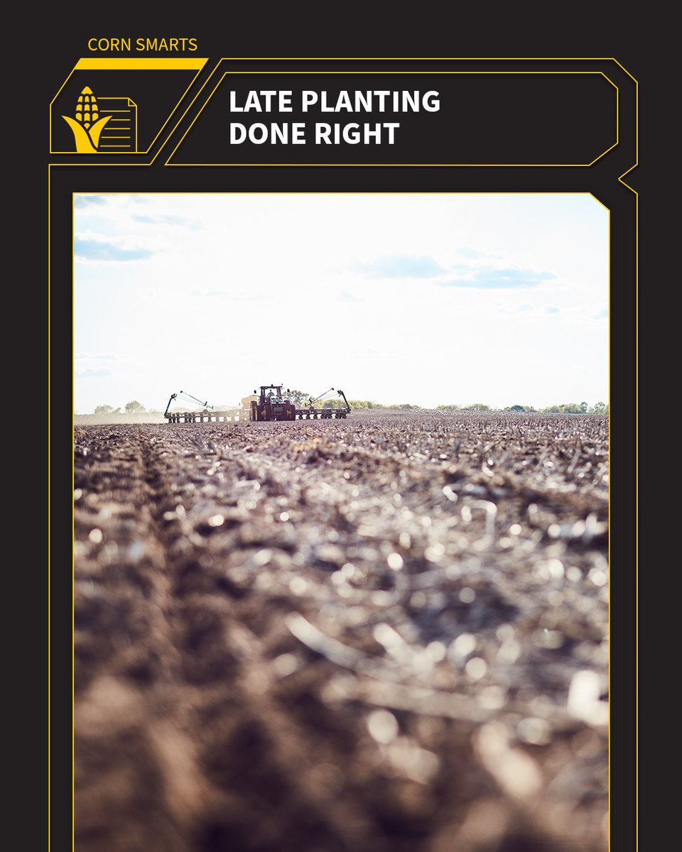 When planting later in the season, here are some considerations to consider. Read on to learn what to expect if you find yourself in this situation. dekalbasgrow.co/44FA7vc ⏰🌽 

#SeedsThatSucceed