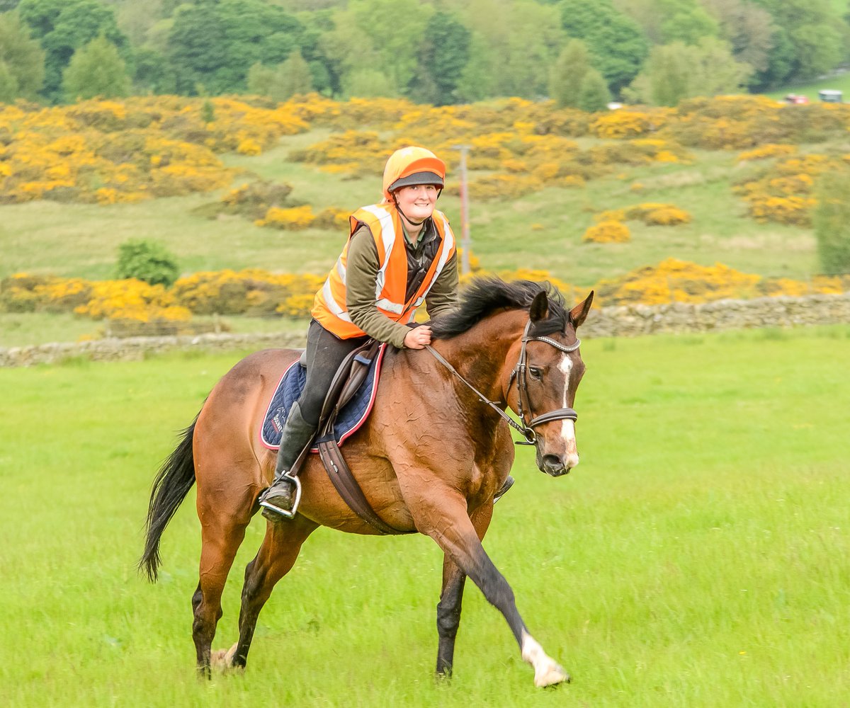 Racehorse and riding horse 😄