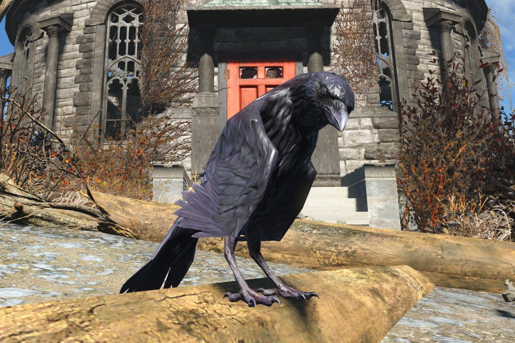 Fallout Facts: All crows found in Fallout 4 are actually synthetic spies created by the Institute to spy on the outside world. #fallout #fallout4