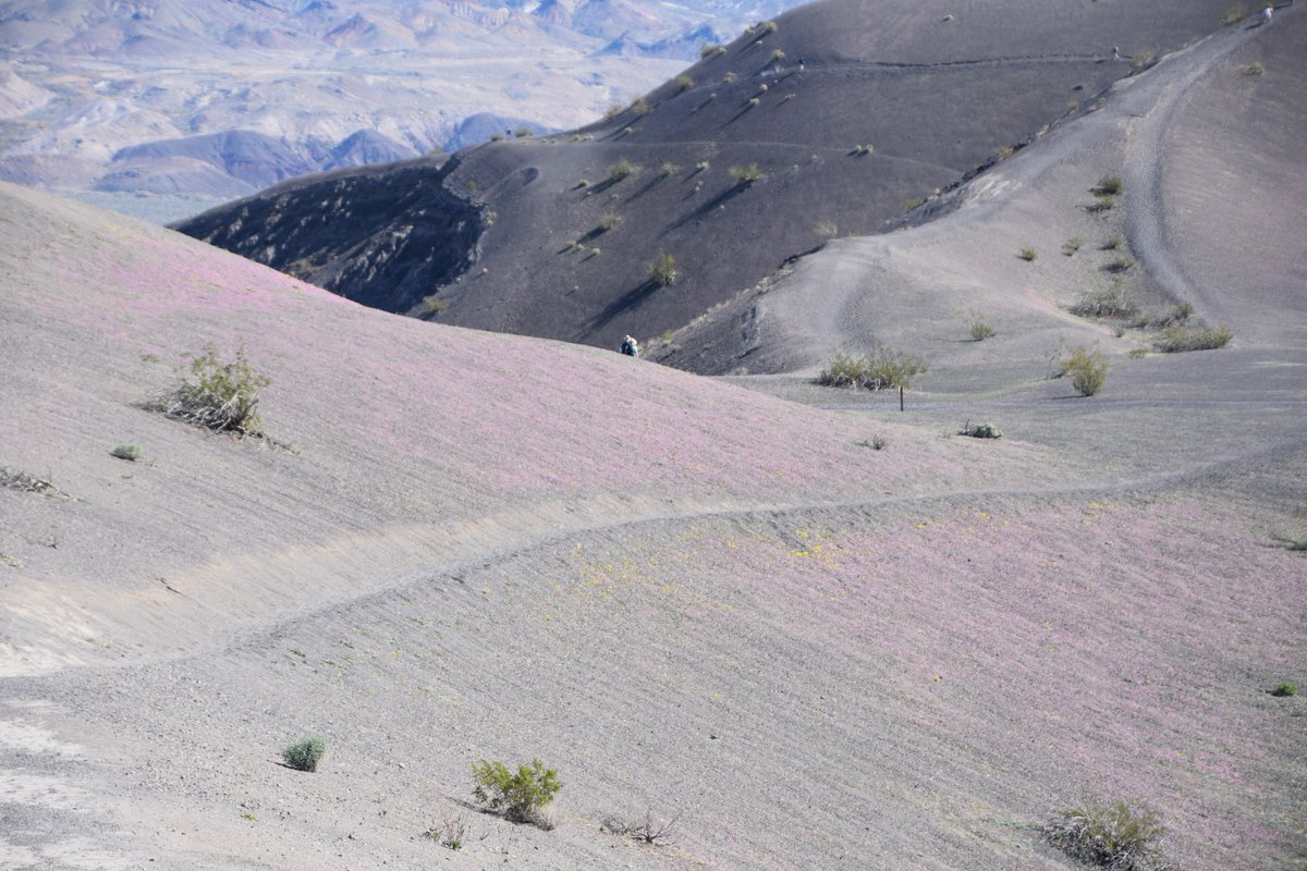 All volcanoes in California were at normal levels of activity last week. usgs.gov/programs/VHP/v… In today's photo, a wash of color from spring flowers drapes the slopes of Ubehebe Craters maar volcanoes in Death Valley. The craters were probably formed about 2,100 years ago.