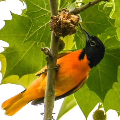 Only THREE days left in the 44th Nature Forward Birdathon. Please help us reach our goal by donating now at bit.ly/bird44. All of us here at Nature Forward (and the birds) appreciate your support and generosity.