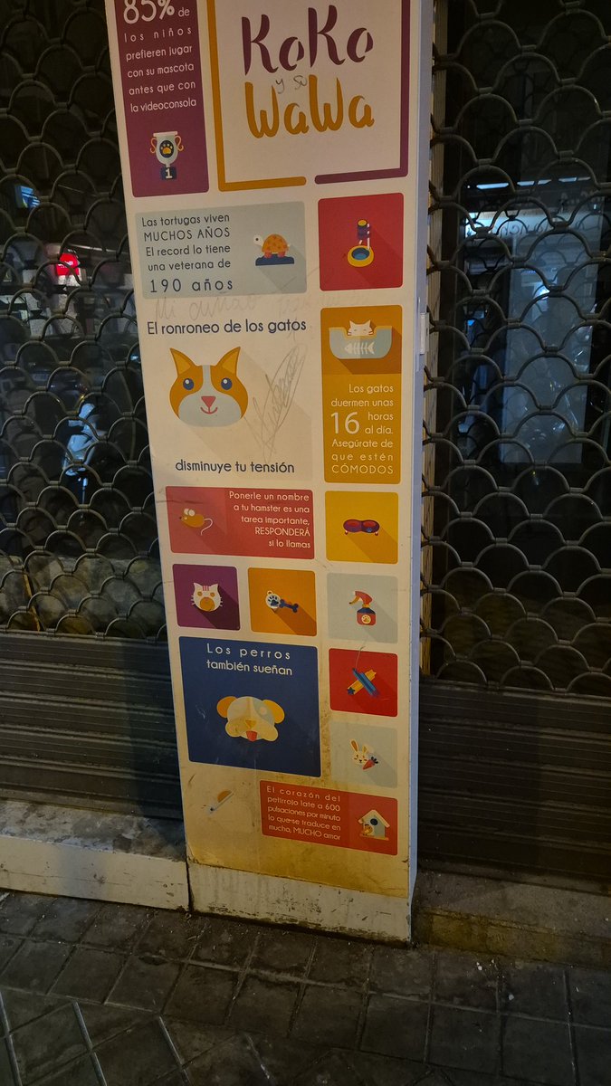 He encontrado un gato por la calle