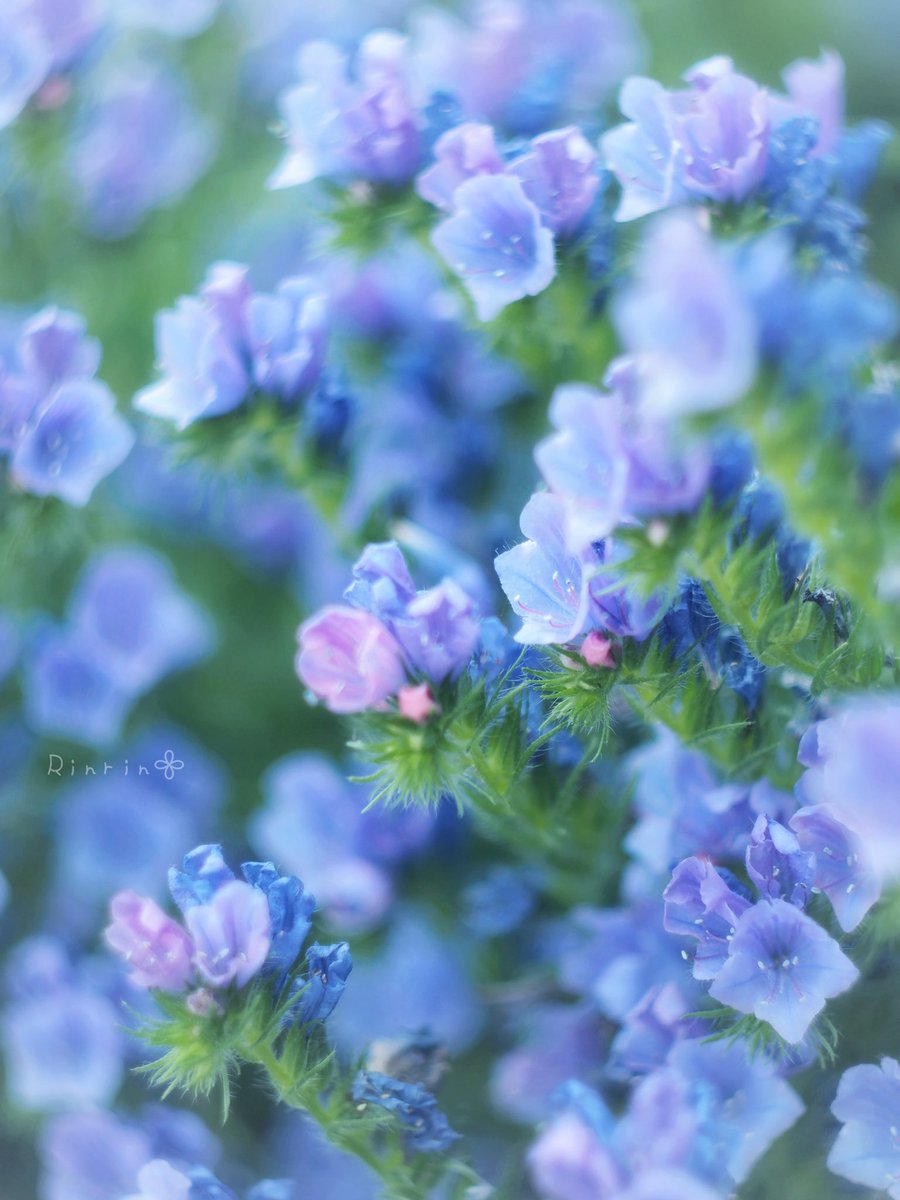 7725rirarin's tweet photo. 𓈒𓏲💙*.ﾟ
                         𝙶𝚘𝚘𝚍 𝚖𝚘𝚛𝚗𝚒𝚗𝚐🤍⟡.·*𓂃 https://t.co/PHRGgQKhvQ