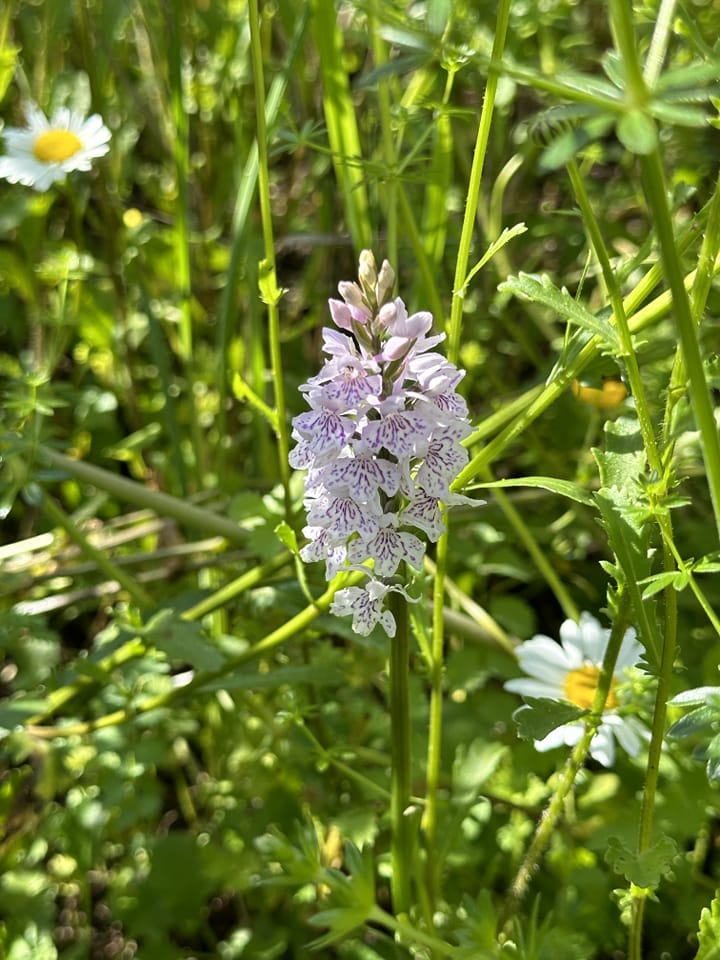 We have orchids at Dinas Station! Really appreciate John's horticultural expertise and the time he puts in to creating a beautiful haven for pollinators in this patch and Transport for Wales for giving us the opportunity <a href="/tfwrail/">Trafnidiaeth Cymru Trenau Transport for Wales Rail</a> <a href="/transport_wales/">Trafnidiaeth Cymru / Transport for Wales</a> <a href="/Vale_LNP/">Vale Nature Partnership</a>