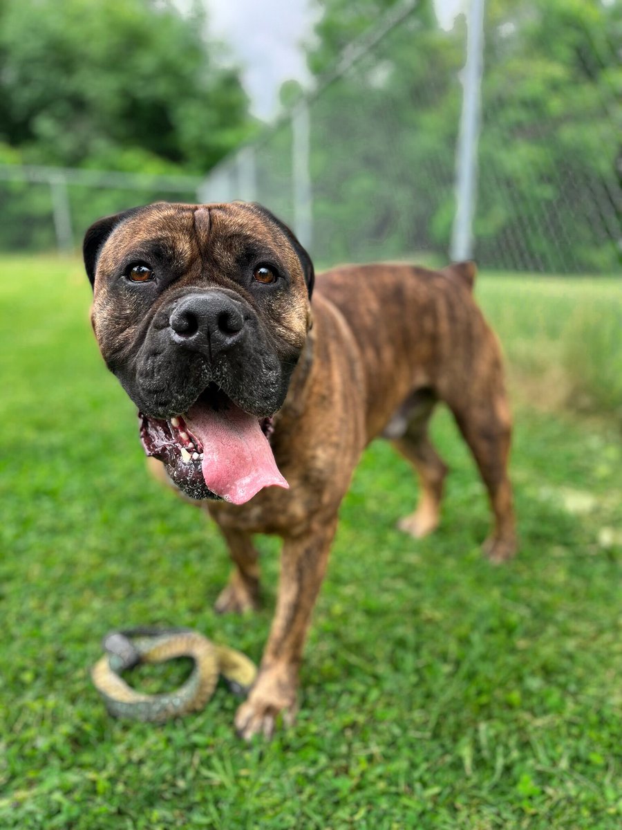 Meet 'Si' (4yr male bulldog, Niagara Falls shelter)!
ID# 2000085712 

Si is a big, exuberant boy who doesn't know his size or strength, but has a heart big enough to match. 
Full bio: rpb.li/o5sOd

Adoption Link: adoptions.niagaraspca.com/online-app