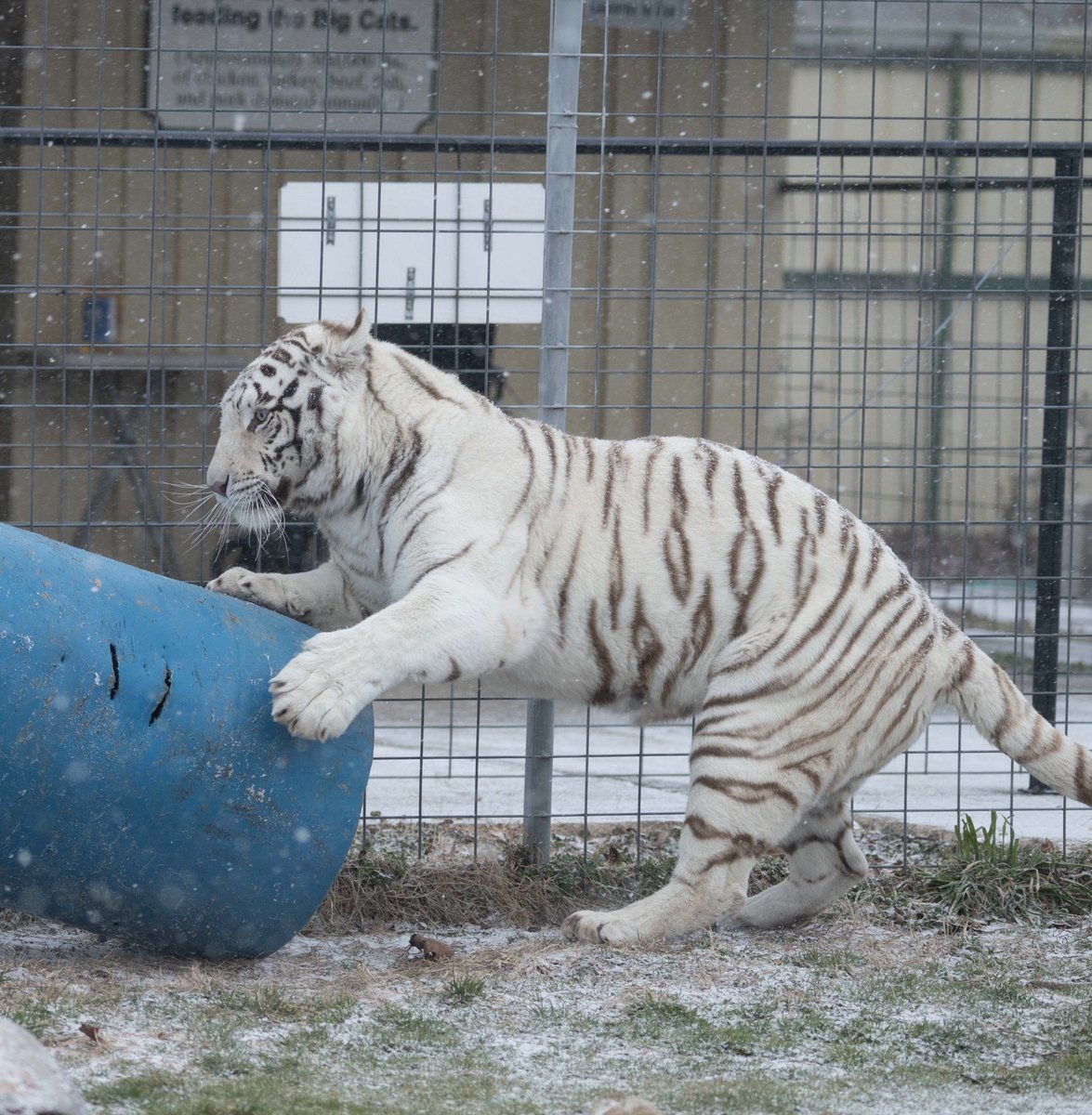 GOOD AFTERNOON!  On a nice sunny summer afternoon, you might enjoy some SNOW pictures of Tanya Tiger playing with her barrel while we wait for the next update from Scott or Emily.  There is still no power and limited water
#TCWR #TurpentineCreek #GFAS #RescueToRefuge #Sanctuary