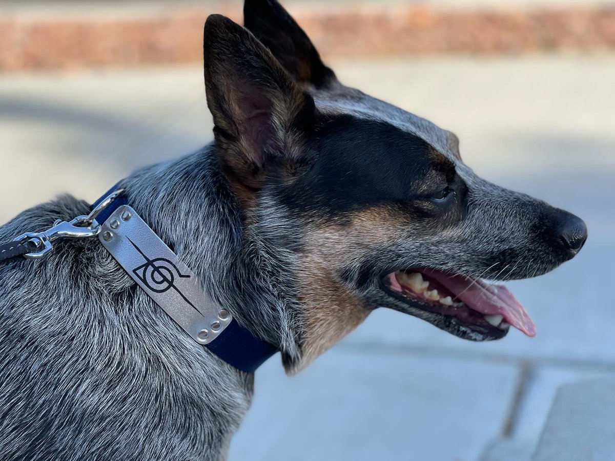 We love seeing your pets in cosplay! Check out Jinx dressed as a rogue ninja from Naruto! 🐶🥷

Which character would you like to see a pet cosplay as? Comment below!

 📷: @/jinx.loves.you (IG)

#pawsonify #austrailiancattledog #blueheeler #PetFashion #PetStyle #PetAccessories