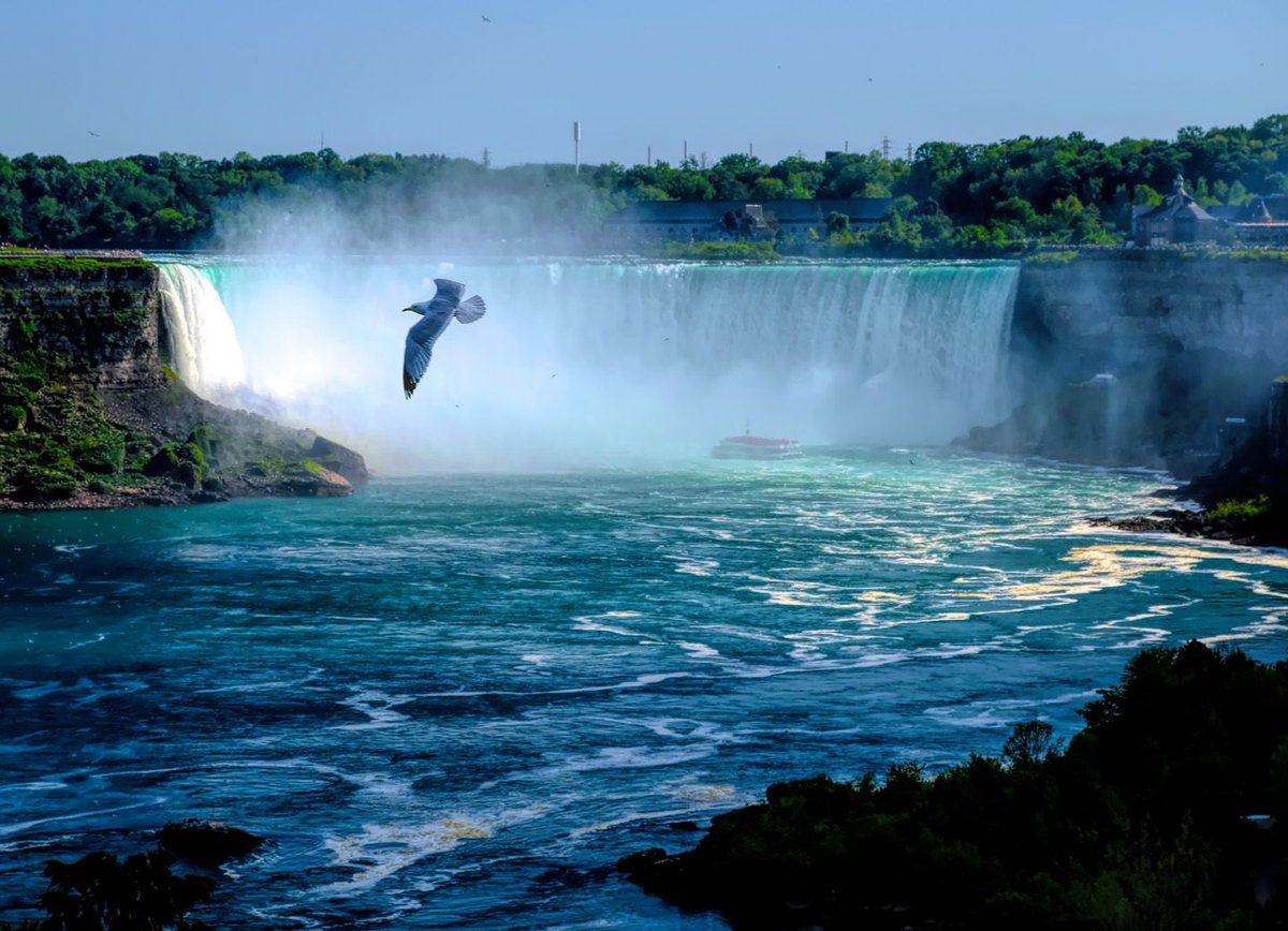 Seagull at Niagara Falls, Canada buff.ly/4bWTtyp #photography #travel #seagull #flying #HorseshoeFalls #NiagaraFalls #Ontario #Canada  #river #waterfalls #mist #bird #nature #cliff #gorge