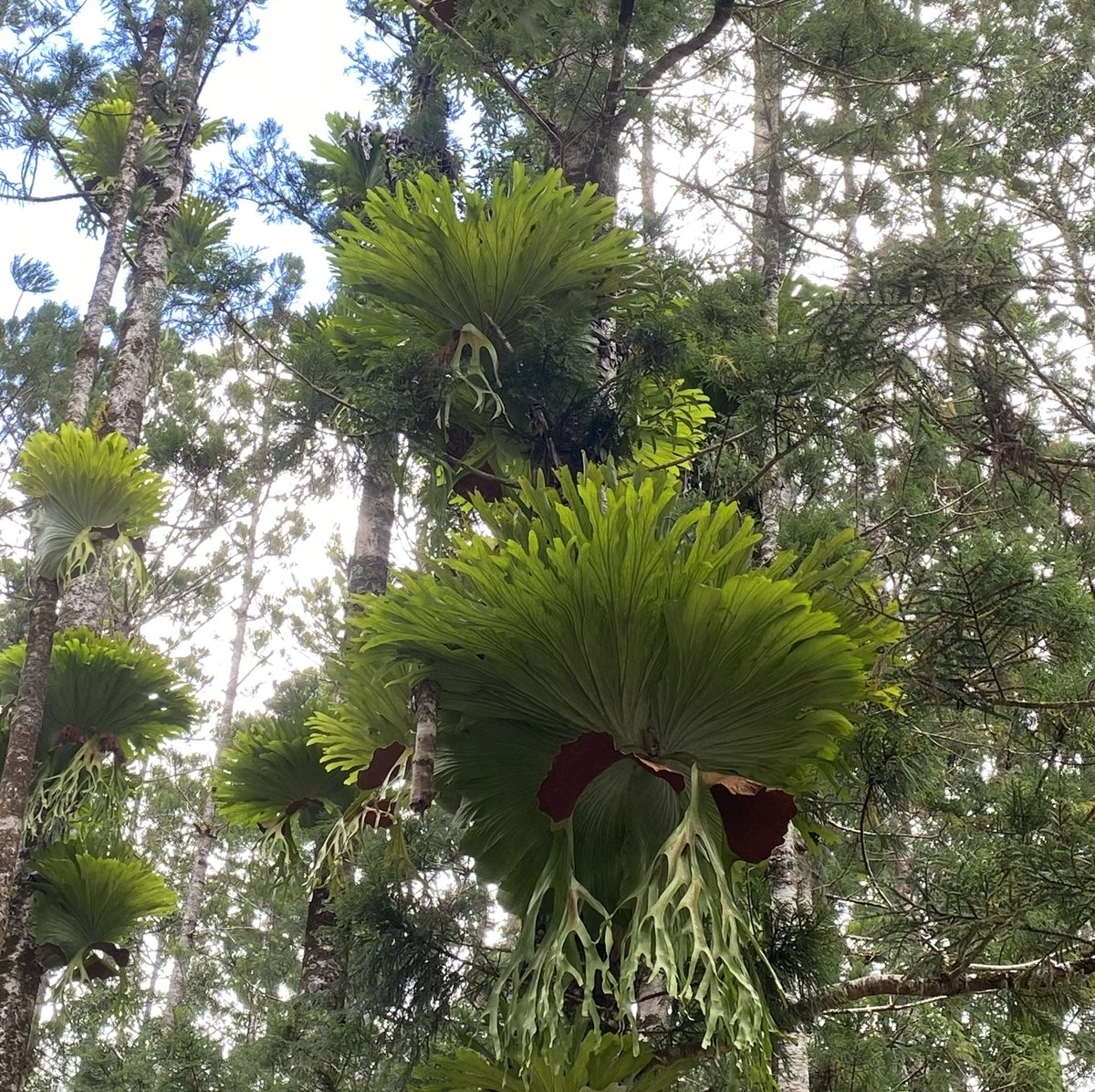 Job: Associate Lecturer/Lecturer in Ecology - Queensland University of Technology. 
Applicants: People who identify as women only
Based in beautiful Brisbane / Meanjin
 <a href="/QUT/">QUT</a> #genderequity
#womeninstem #ecology
qut.nga.net.au/cp/index.cfm?e…