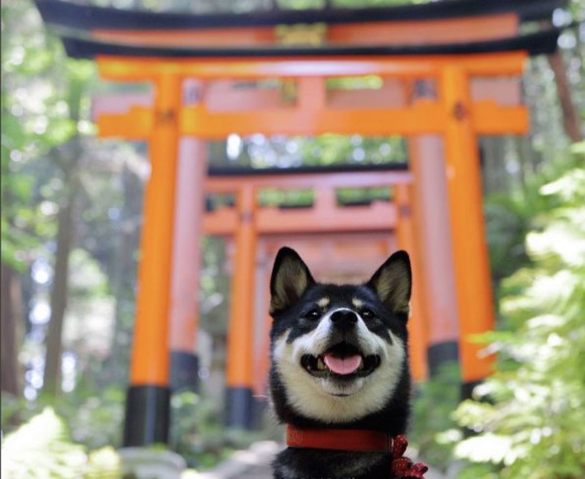 OsakaProtocol's tweet photo. 👀✨🖤⛩️ https://t.co/nfFcE5ZptN