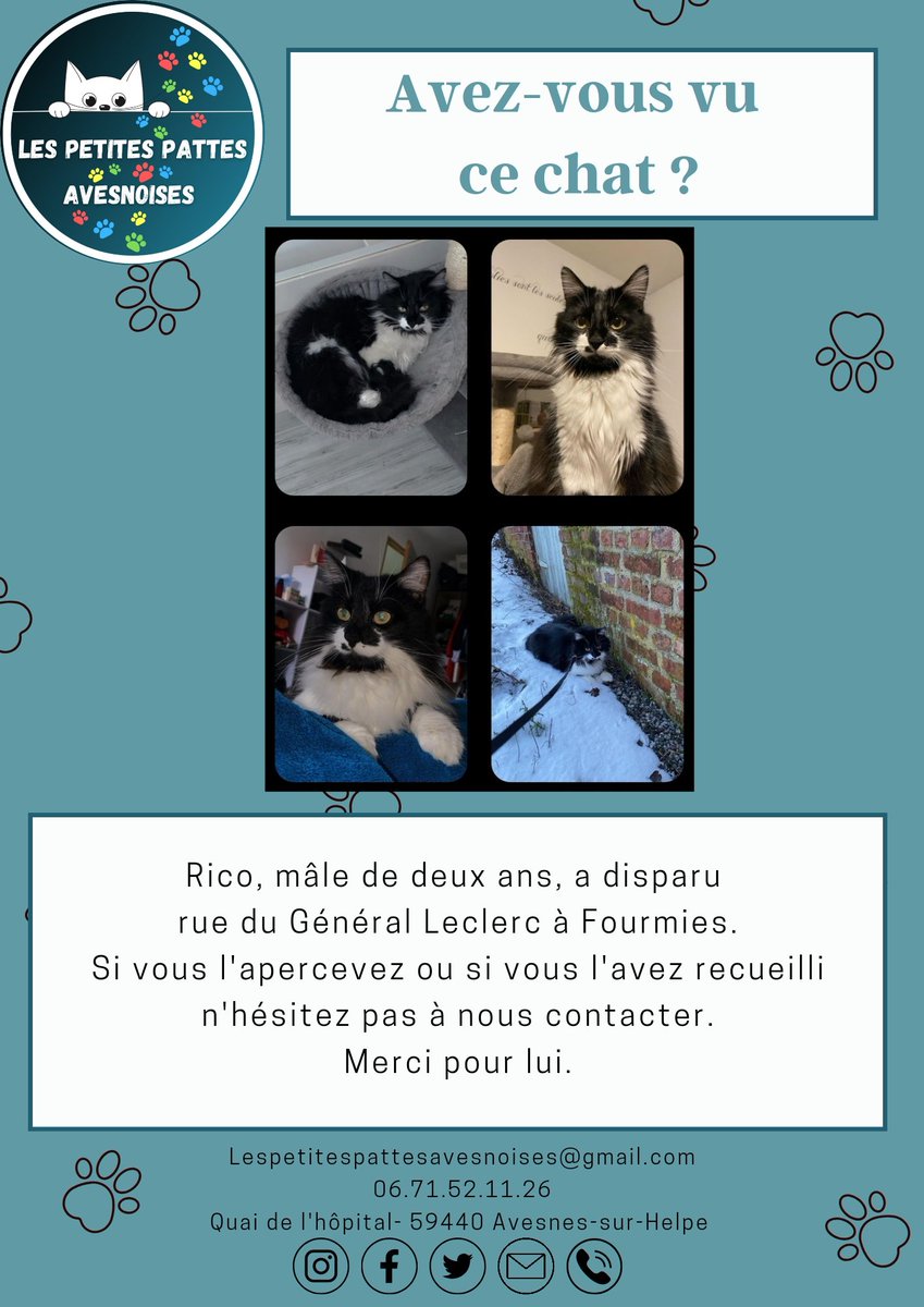 Merci de partager pour aider à retrouver Rico.
#lespetitespattesavesnoises #chatperdu #avisderecherche #sos