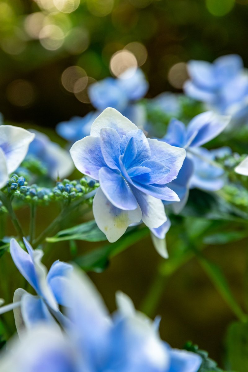 特に意識してなかったのですが写真を見返すと、この色味の紫陽花を主題にしてる割合が高く自分はこの色味が好きなんだと気付かされ何だか恋の始まりみたいで素敵やんと思いつつ、色々と気付かされるカメラってやっぱ楽しいわと改めて思いました📸 #紫陽花 #あぢさゐ回廊 #岡寺