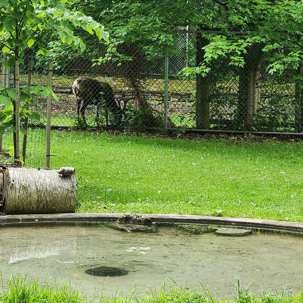 What a beautiful day today was at High Park Toronto! Thankfully, the rain held off while we were out and about exploring with the kindergarten students.