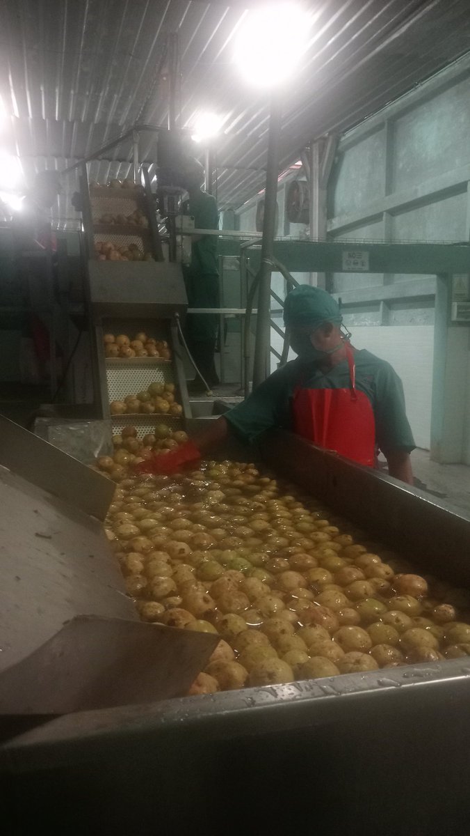 Una variada producción caracteriza a la UEB Mercadotecnia y Ventas de la Empresa Agroindustrial Victoria de Girón. Su producto líder es el chile habanero, destinado a la exportación y para el consumo social procesan pulpas de mango, guayaba y encurtidos