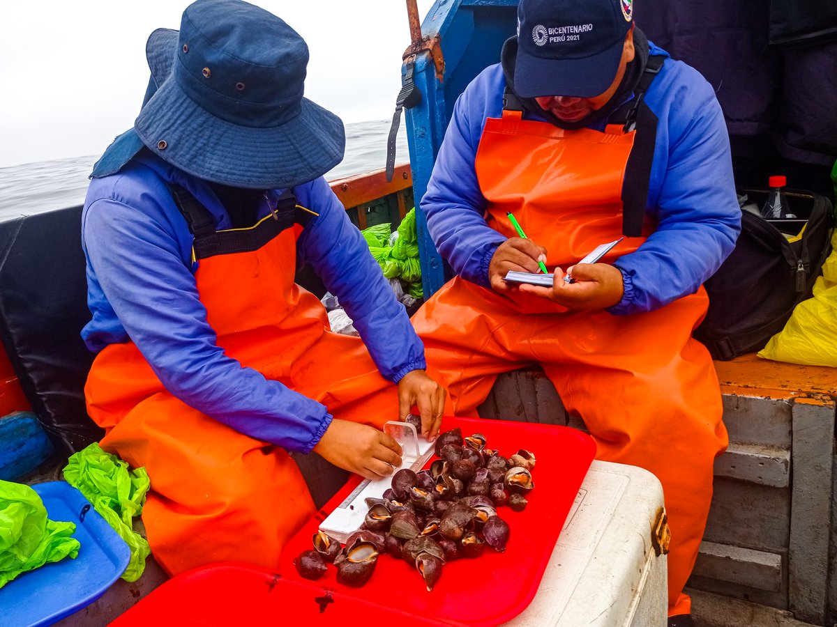 #Huaura 📍 | 🔎 IMARPE realizó la evaluación biológica y poblacional del caracol negro 𝘛𝘩𝘢𝘪𝘴𝘦𝘭𝘭𝘢 𝘤𝘩𝘰𝘤𝘰𝘭𝘢𝘵𝘢 con el objetivo de conocer el estado actual del recurso en la isla Mazorca. Se estimó su densidad, biomasa total, tallas y estado reproductivo.