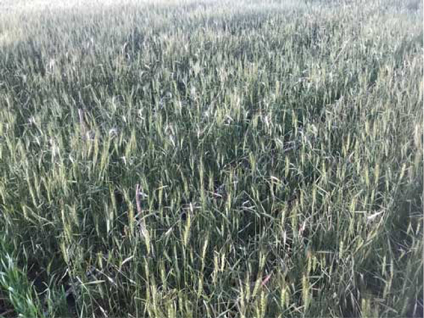 White heads have been appearing in many #wheat fields around Kansas. There are many causes of white heads. This article explains some of the most common causes and their diagnosis. bit.ly/3wLnPVP