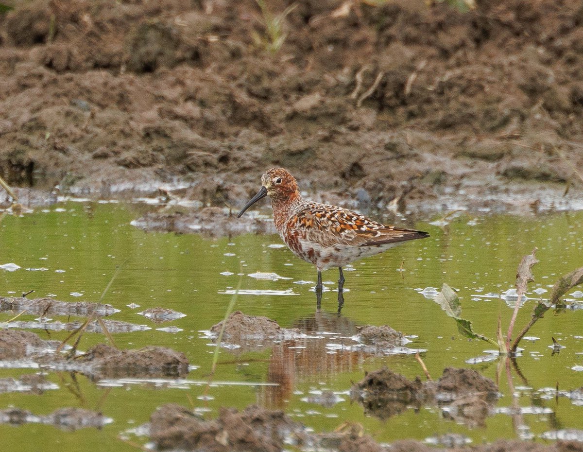 Lovely summer plumage on this Golden Plover and Curlew Sandpiper seen at Cemlyn Bay @birdsinwales