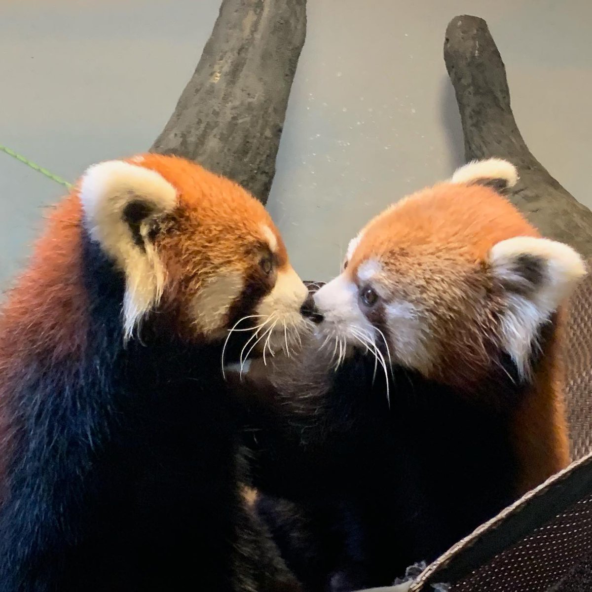 RedPandaNetwork's tweet photo. 🥰
Thank you @HenryVilasZoo 📸 for your donation in support of community-based red panda conservation!
#ThankfulTuesday #RedPanda #Conservation #SaveTheRedPanda #ConservationPartner https://t.co/NHQyyieUe4