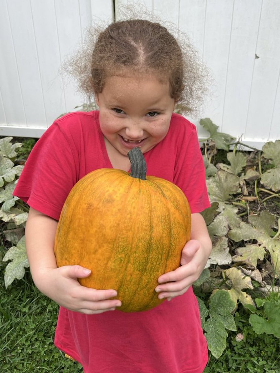 This was the first #pumpkin she grew from the seeds we planted during our living things unit in #Kindergarten Spring 2023! Harvested October 2023! #bozzisbunch @CarolinaBio