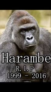 8 years gone. We never forget #Harambe