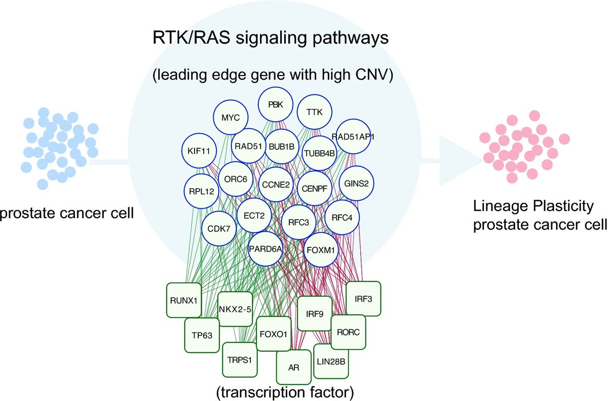 Ready for some mining? 🕳️ Nantong University researchers' comprehensive data mining revealed RTK/RAS signaling pathway as a promoter of #ProstateCancer lineage plasticity through transcription factors and copy number 🔢 variation. go.nature.com/4aEi4XC
