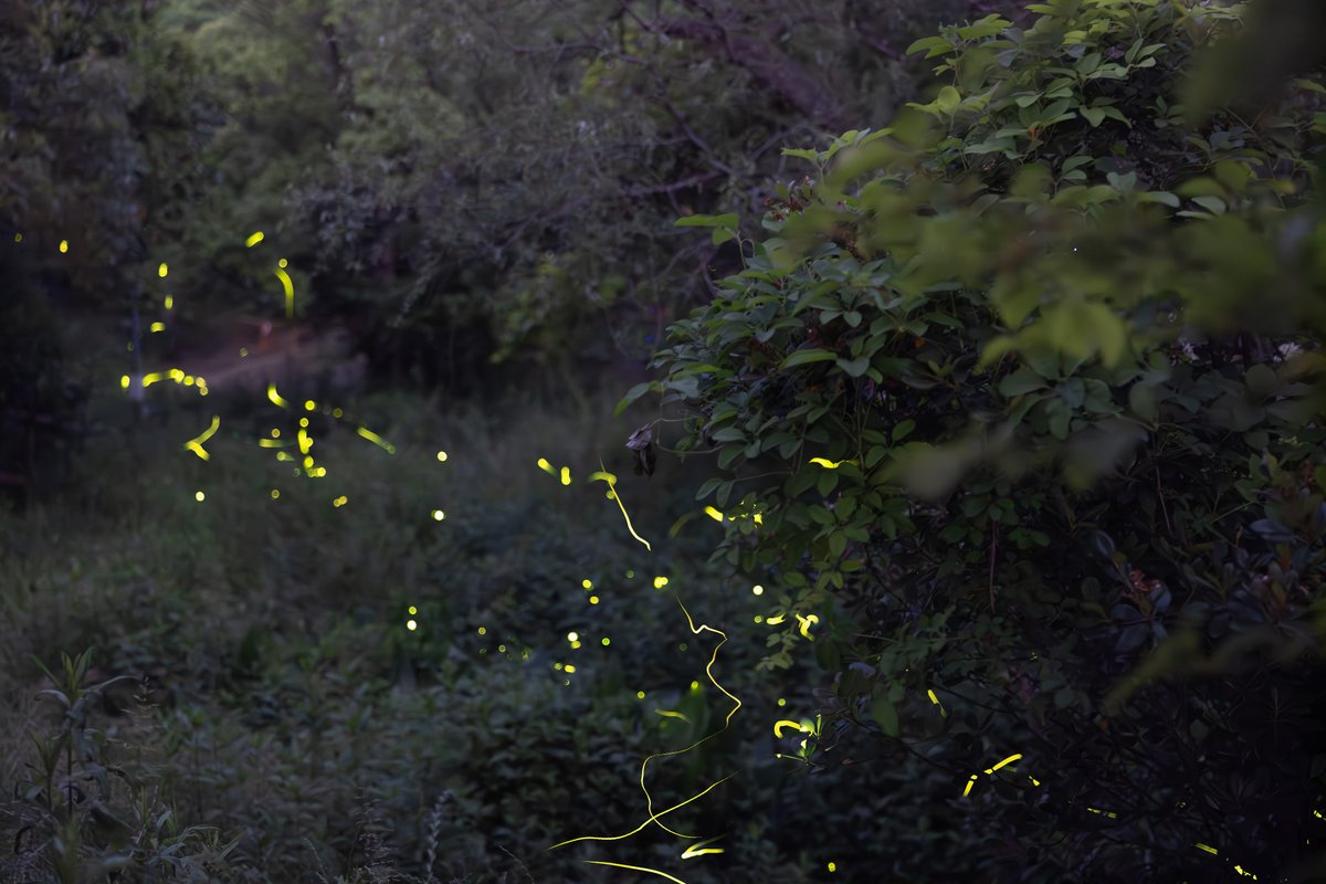 seph_tree's tweet image. 10年ぶりくらいにホタル見ました
2024/05/26撮影
1週間前くらいはホタルの数が倍くらいだったそう
#いなみ野水辺の里公園
#稲美町