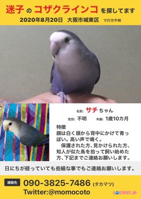 ご協力お願いします‼️
#迷子インコ　#保護インコ
#大阪