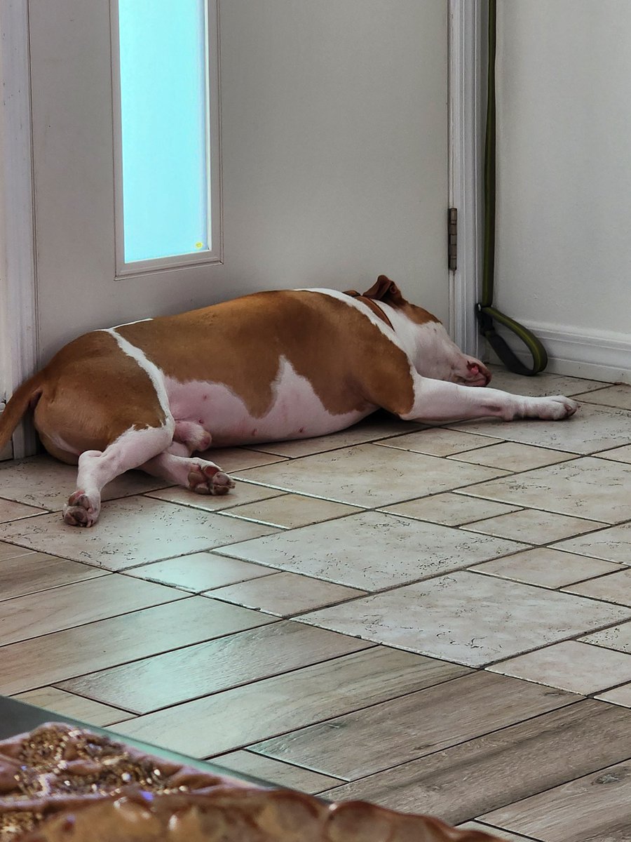 Short walk in 100-degree weather=passed out on cold tile by the door.