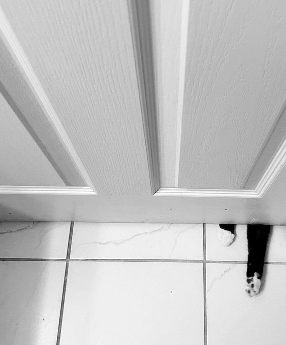 I closed the door, when using the downstairs bathroom.  Enter: the paws of dramatic desperation 🙌 (see<a href="/tag/cats"class="tags"><span>#cats</span></a><a href="/tag/catoftwitter"class="tags"><span>#catoftwitter</span></a>