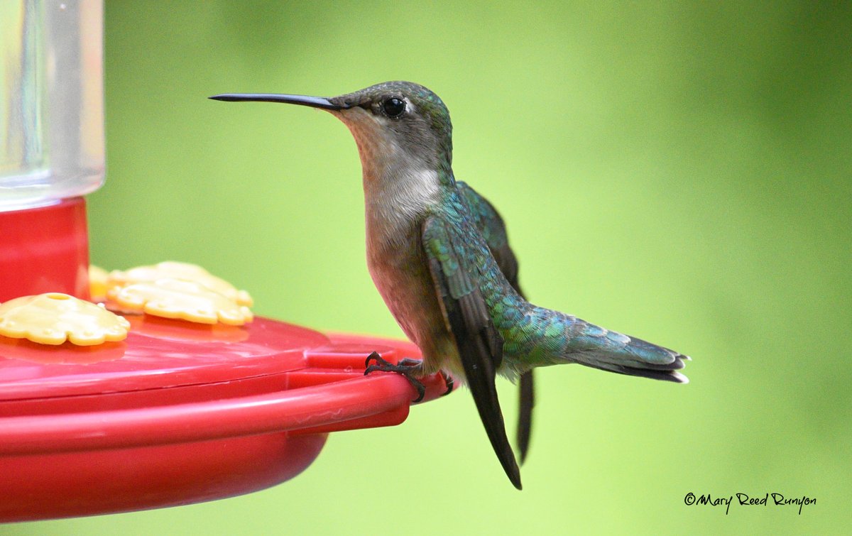 Enjoying the hummingbirds this evening. @WYMT @brobwx @WSAZBrandon @SpencerWeather @Kentuckyweather @cjwxguy56 @JoshFitzWx @JimWKYT #ekywx #kywx #sekywx