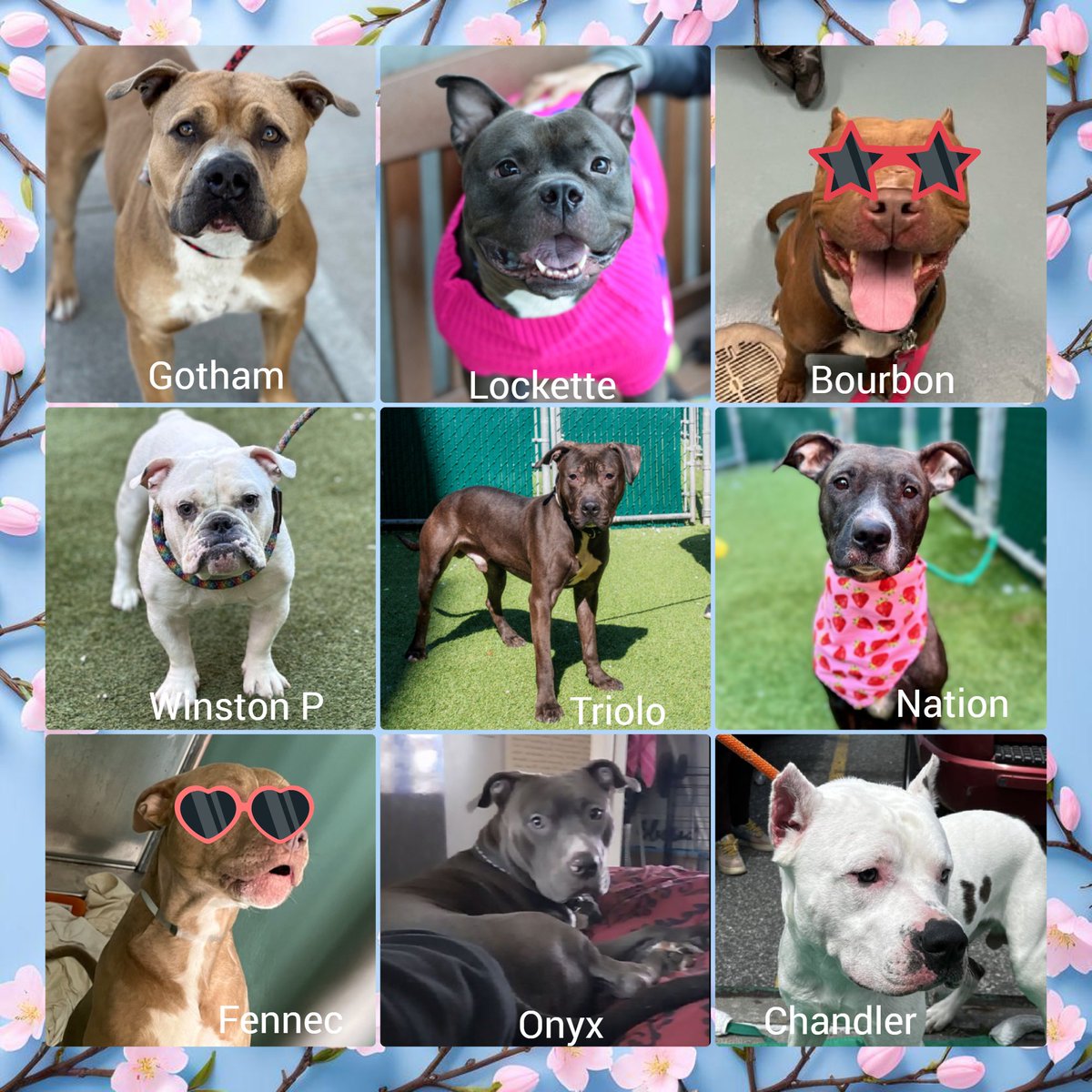 Reginald Red was killed 🐾💔 Conway was killed 🐾💔 Sandy's owner reclaimed 🚨 Gotham, Lockette, Bourbon, Winston P, Triolo, Nation, Fennec, Onyx & Chandler remain under kill command. Anyone interested DM me.