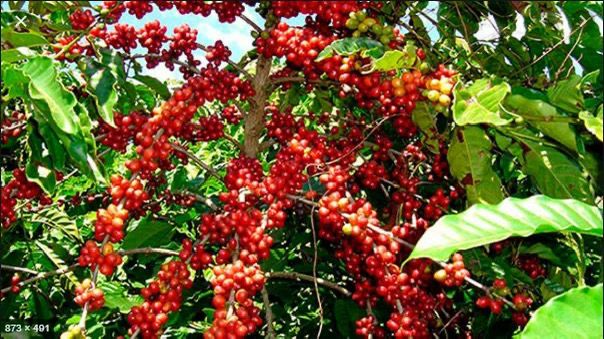 TuyisengeEgid10's tweet photo. @rpfinkotanyi Irrigation has supported the government's efforts to achieve food self-sufficiency and reduce dependence on food aid, enhancing national sovereignty. #RwandaAgriculture #RPFOnTop #PKNiWowe https://t.co/8HYoSrCl2w