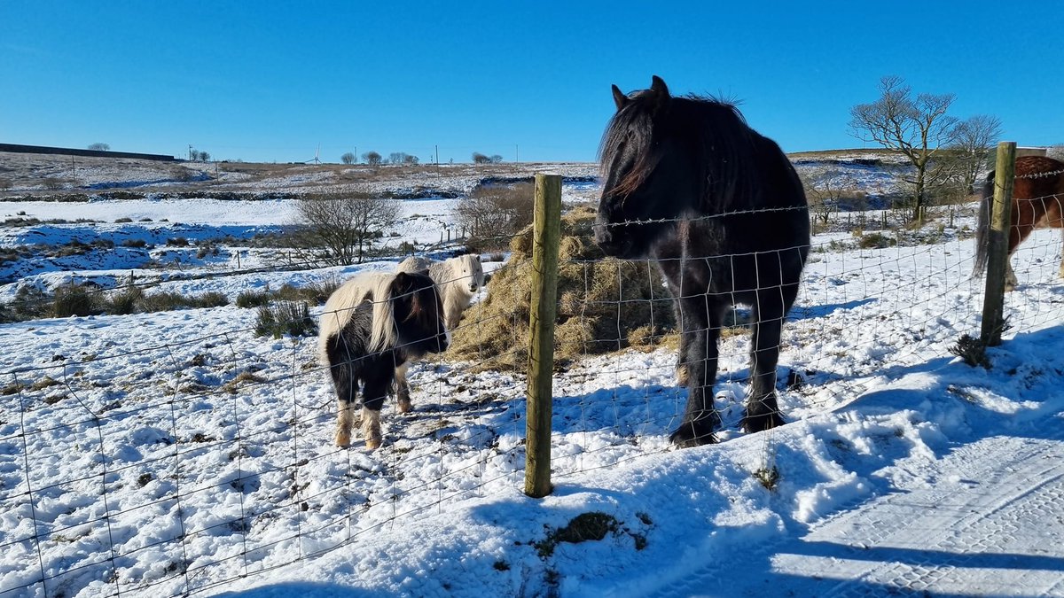 💥💥 STOLEN HORSES 💥💥 Two #horses were #stolen from a field in #Norden #Rochdale #Lancs on Saturday morning, 25/5. Jeff is a black Bay 6yo 15h Fresian/Dales gelding - Tony is patch 11yo 10h Shetland Gelding. Another devastated family because people can't keep their hands off