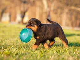 Sofiawithaf2's tweet photo. Awareness and education are essential, genetic problems in purebred animals decreased by supporting genetic screening and good breeding methods. #UCanimals 
https://t.co/z5cZizfFmy https://t.co/j7dyxQXXoP