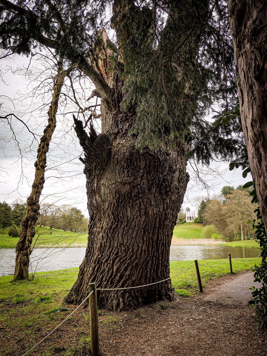 #thicktrunktuesday Painshill Park with  gothic temple in the distance