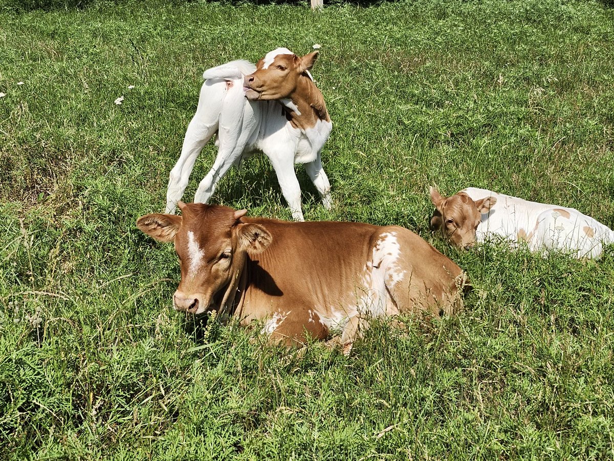 Just calves doing calf things🐮🤎
#ranchlife #texaslonghorns #calving2024